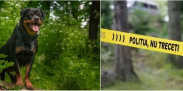 Bărbat reținut în cazul câinelui spânzurat într-o pădure din Bihor