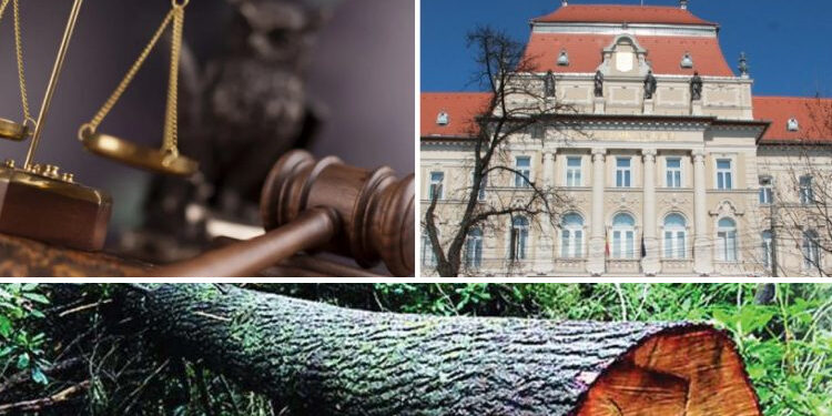 Curtea de Apel Oradea | Achitări într-un dosar de tăieri ilegale și furt de arbori. În primă instanță au fost aplicate pedepse de până la 9 ani și 4 luni de închisoare