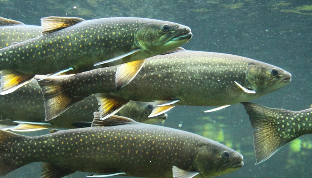 Avocat anchetat de DNA pentru o fraudă cu fonduri europene la o fermă de păstrăvi și sturioni | A fost trimis în judecată, alături de alți doi inculpați