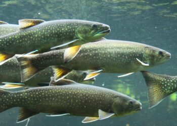 Avocat anchetat de DNA pentru o fraudă cu fonduri europene la o fermă de păstrăvi și sturioni | A fost trimis în judecată, alături de alți doi inculpați