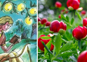 Bujorul, declarat floare națională a României | Ce legătură au făcut inițiatorii între alegerea unei flori naționale și ”Prâslea cel voinic”