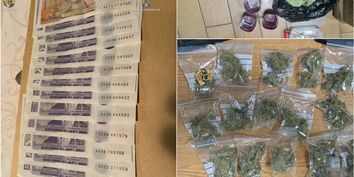 FOTO/VIDEO. Două plantații de canabis, descoperite de polițiști | 25 de persoane suspectate de trafic de droguri de mare risc, reținute