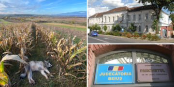 Parchetul Beiuș confirmă | Dosar penal pentru uciderea animalelor, cu intenție, fără drept, în cazul câinilor împușcați la Delani