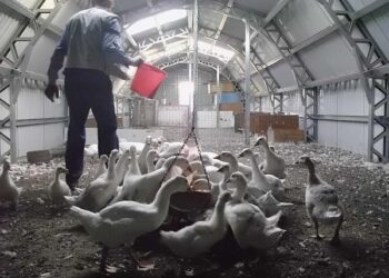 Pericol la granița cu Ungaria | Focar de gripă aviară la o fermă de gâște din Bekes