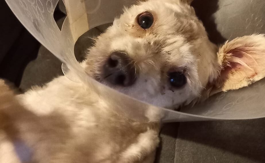 Scandal la ușa “lagărului cățeilor” | Acces interzis voluntarilor care au dus mâncare animalelor