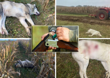 VIDEO EXPLICIT | Cazul celor doi câini împușcați de un vânător, pe un câmp de lângă Beiuș. Unul a fost descoperit cu ajutorul dronei. Cum se justifică autorul faptei