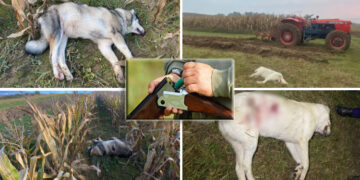 VIDEO EXPLICIT | Cazul celor doi câini împușcați de un vânător, pe un câmp de lângă Beiuș. Unul a fost descoperit cu ajutorul dronei. Cum se justifică autorul faptei