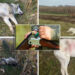 VIDEO EXPLICIT | Cazul celor doi câini împușcați de un vânător, pe un câmp de lângă Beiuș. Unul a fost descoperit cu ajutorul dronei. Cum se justifică autorul faptei