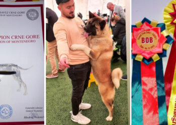 Yokó, un câine din rasa Akita American și al cărui stăpân este un bihorean, face senzație la concursurile de frumusețe | A devenit campion în Macedonia și Muntenegru