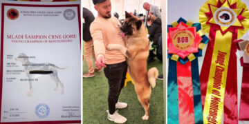 Yokó, un câine din rasa Akita American și al cărui stăpân este un bihorean, face senzație la concursurile de frumusețe | A devenit campion în Macedonia și Muntenegru