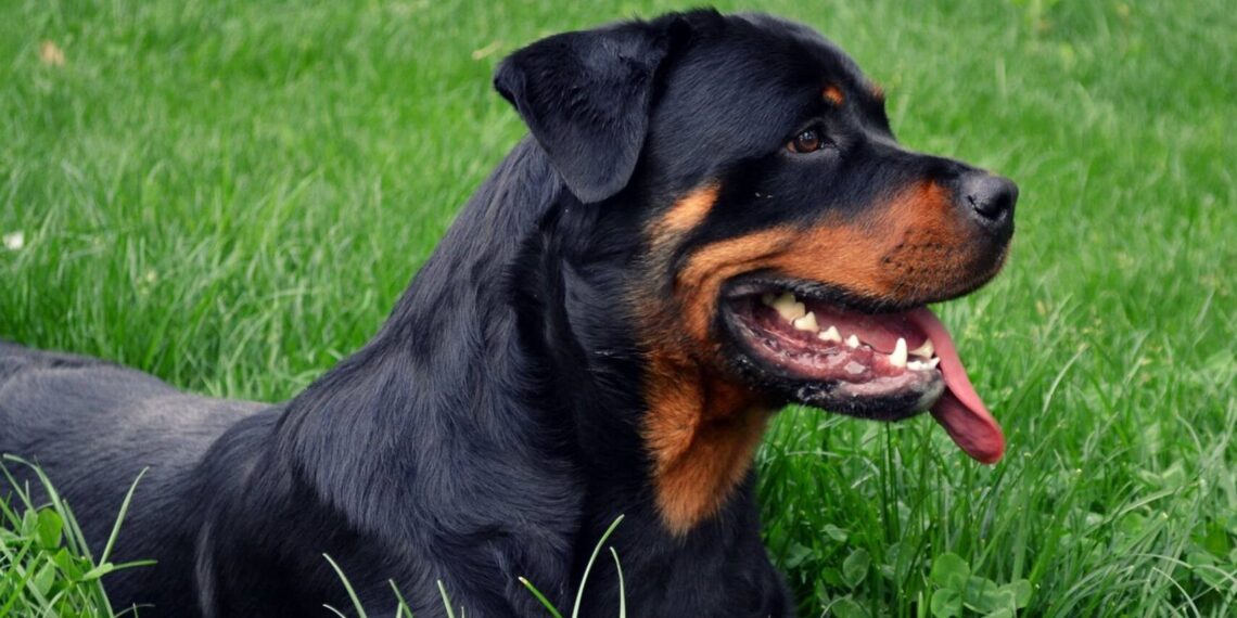 Câinii fără pedigree trebuie sterilizați | Ce amenzi riscă stăpânii care nu respectă legea