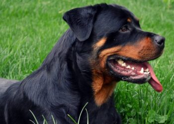 Câinii fără pedigree trebuie sterilizați | Ce amenzi riscă stăpânii care nu respectă legea