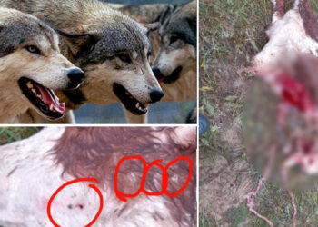 VIDEO. Lupii au atacat ferme din Bihor | La Beznea au ucis două animale