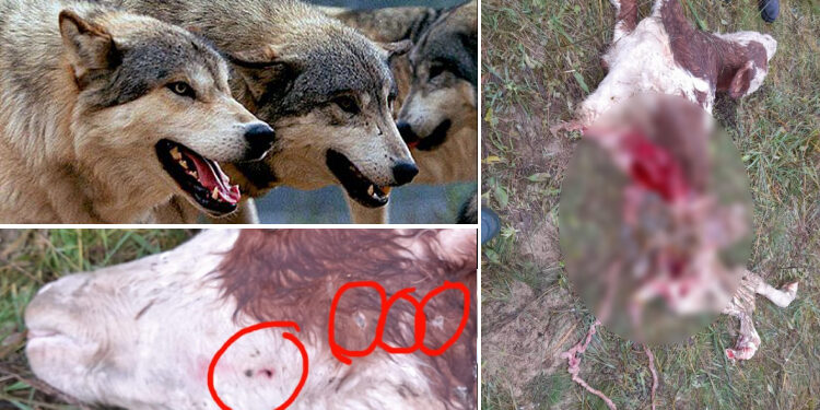 VIDEO. Lupii au atacat ferme din Bihor | La Beznea au ucis două animale