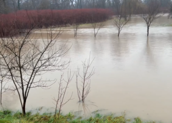 Crișul Negru a ieșit din matcă! Țara Beiușului e sub ape