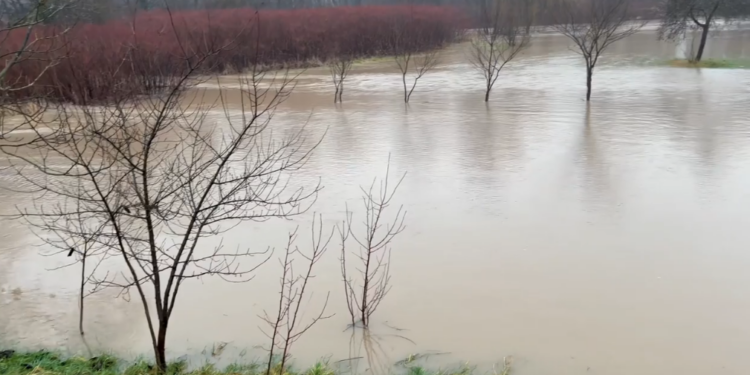 Crișul Negru a ieșit din matcă! Țara Beiușului e sub ape