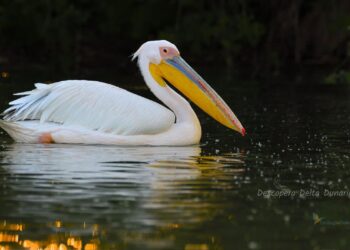 “Lista roșie” a speciilor de păsări din România a fost adoptată | 43 de specii sunt cu risc de extincție