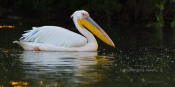 “Lista roșie” a speciilor de păsări din România a fost adoptată | 43 de specii sunt cu risc de extincție