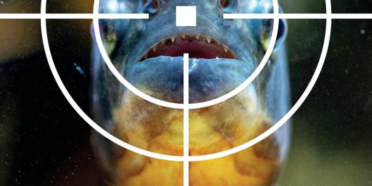 Ecologistul Andrei Togor nu crede în filme cu ”piranha made in Oradea” | “Probabil mulți se și vedeau sfâșiați de acești pești, în timpul băilor de la Silvaș”