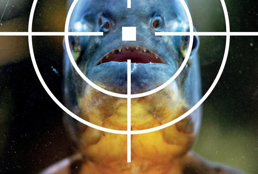 Ecologistul Andrei Togor nu crede în filme cu ”piranha made in Oradea” | “Probabil mulți se și vedeau sfâșiați de acești pești, în timpul băilor de la Silvaș”