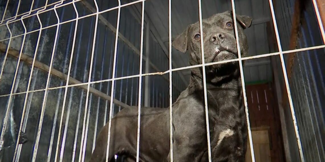 La un pas de Oradea, câinii antrenați să ucidă pe bani mulți, în lupte ilegale. Europolul și serviciile secrete americane au intrat pe fir