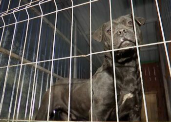 La un pas de Oradea, câinii antrenați să ucidă pe bani mulți, în lupte ilegale. Europolul și serviciile secrete americane au intrat pe fir