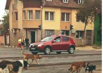 ”Auschwitzul câinilor, afacere de partid…A vrut doar să hingherească și să pompăm bani la Grivei, în Oradea, din tot județul”. ADP Beiuș angajează prinzător de câini, șeful a demisionat