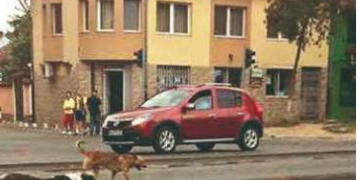 ”Auschwitzul câinilor, afacere de partid…A vrut doar să hingherească și să pompăm bani la Grivei, în Oradea, din tot județul”. ADP Beiuș angajează prinzător de câini, șeful a demisionat