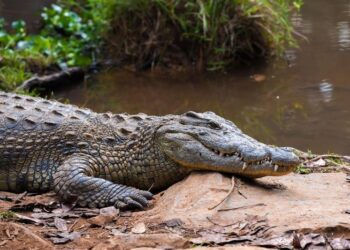 Paleontologul și cercetătorul orădean Márton Venczel a descoperit un nou grup de crocodili pe baza dinţilor proveniţi din rocile de la Turnu Roşu