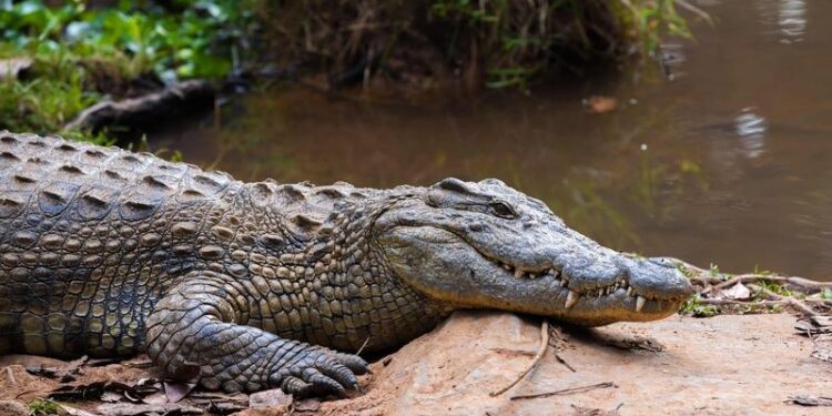 Paleontologul și cercetătorul orădean Márton Venczel a descoperit un nou grup de crocodili pe baza dinţilor proveniţi din rocile de la Turnu Roşu