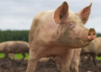 Țăranii nu vor mai avea voie să aibă câți porci vor în propria gospodărie! Guvernul vrea să le interzică și deținerea de masculi necastrați mai mari de 4 luni