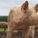 Țăranii nu vor mai avea voie să aibă câți porci vor în propria gospodărie! Guvernul vrea să le interzică și deținerea de masculi necastrați mai mari de 4 luni