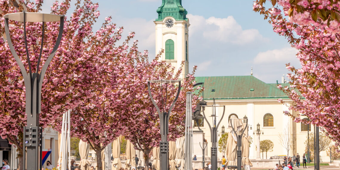 Mintea românului de pe urmă. Specii spectaculoase de copaci plantate în Piața Unirii