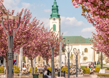 Mintea românului de pe urmă. Specii spectaculoase de copaci plantate în Piața Unirii