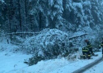 Arbori căzuți pe drumurile dintre Cărpinet și Izbuc, la Budureasa și Peștiș