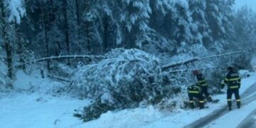 Arbori căzuți pe drumurile dintre Cărpinet și Izbuc, la Budureasa și Peștiș