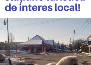 Haite de câini împânzesc Beiușul. Unii își fac cartier în zona complexului comercial