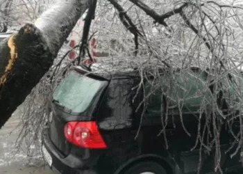 Un copac a căzut peste o mașină aflată în trafic. Un băiat de 14 ani a murit. Bihorul, pe lista intervențiilor IGSU