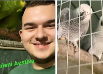 GALERIE/VIDEO. Un tânăr de 19 ani are o microfermă de peste 700 de păsări, unele dintre unicat în România