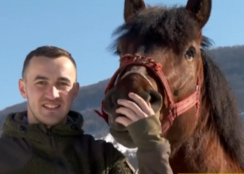 VIDEO. Doi frați din Roșia cresc, într-o herghelie, printre cei mai frumoși cai din țară. Frații Bolojan, de la agricultură cu cai, la cai de rasă