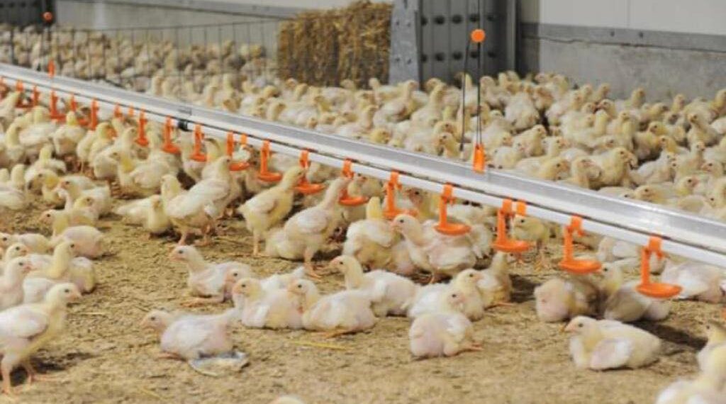 Plăți compensatorii pentru crescătorii de porci și păsări