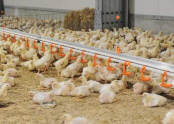 Plăți compensatorii pentru crescătorii de porci și păsări