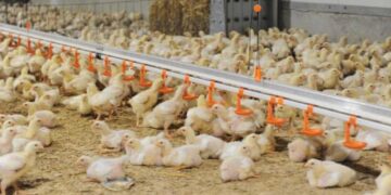 Plăți compensatorii pentru crescătorii de porci și păsări