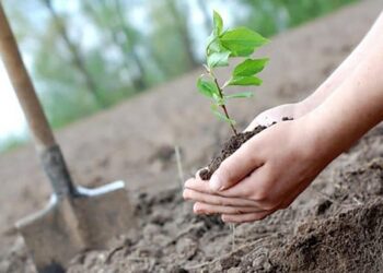 Bihorenii, campioni la plantări: peste 1,5 milioane de puieţi sădiţi în 2022