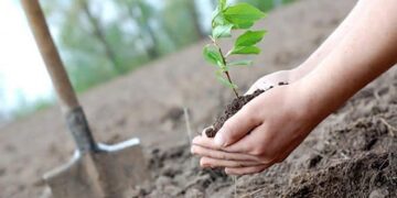 Bihorenii, campioni la plantări: peste 1,5 milioane de puieţi sădiţi în 2022