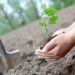 Bihorenii, campioni la plantări: peste 1,5 milioane de puieţi sădiţi în 2022