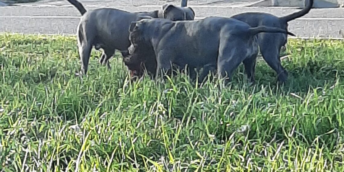 Trei câini periculoși, scăpați pe stradă, au sfârtecat un alt patruped. Nici unul dintre câini nu era declarat la Poliție