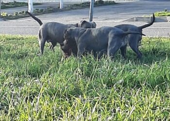 Trei câini periculoși, scăpați pe stradă, au sfârtecat un alt patruped. Nici unul dintre câini nu era declarat la Poliție