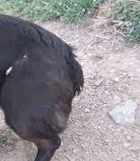 Cioban din Bihor, reținut după ce a tăiat coada unui caîne