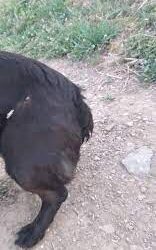 Cioban din Bihor, reținut după ce a tăiat coada unui caîne